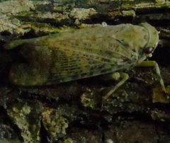 Poiocerinae