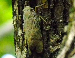 Poiocerinae