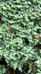 Cladonia incrassata