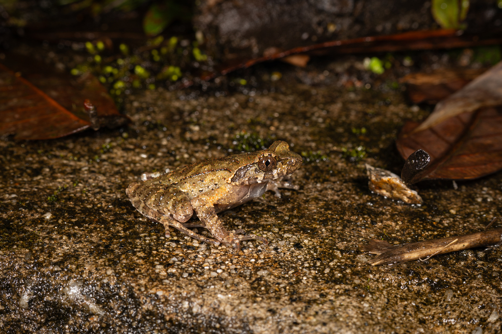 Convex-vented Horned Toad