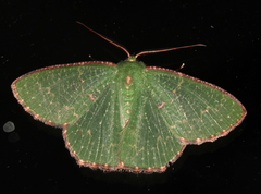 Eucyclodes metaspila