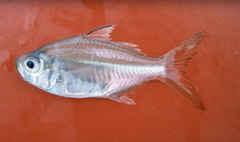 Glass Perch photo 2