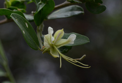 Cadaba fruticosa