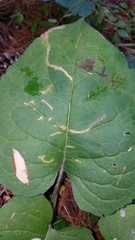 Scrobipalpula manierreorum