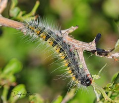 Bombycomorpha bifascia