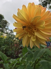 Apis dorsata breviligula