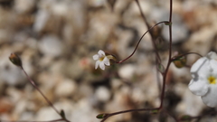 Nemacladus sigmoideus