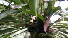 Ceratostylis anjasmorensis