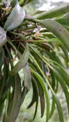 Ceratostylis anjasmorensis