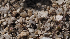 Nemacladus sigmoideus