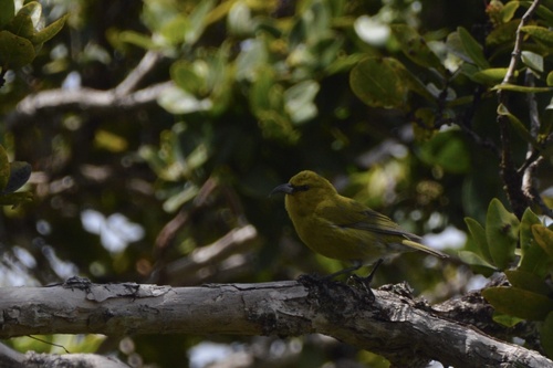 Chlorodrepanis stejnegeri observed 2025-05-16