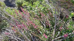 Penstemon clevelandii clevelandii