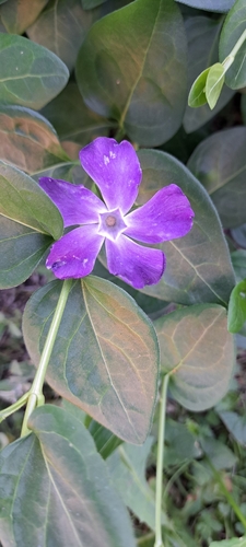 greater periwinkle