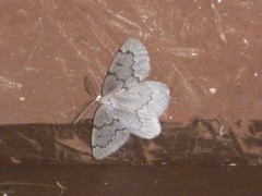 Nepytia pellucidaria