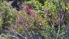 Penstemon clevelandii clevelandii