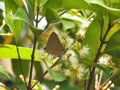 Deudorix epijarbas cinnabarus