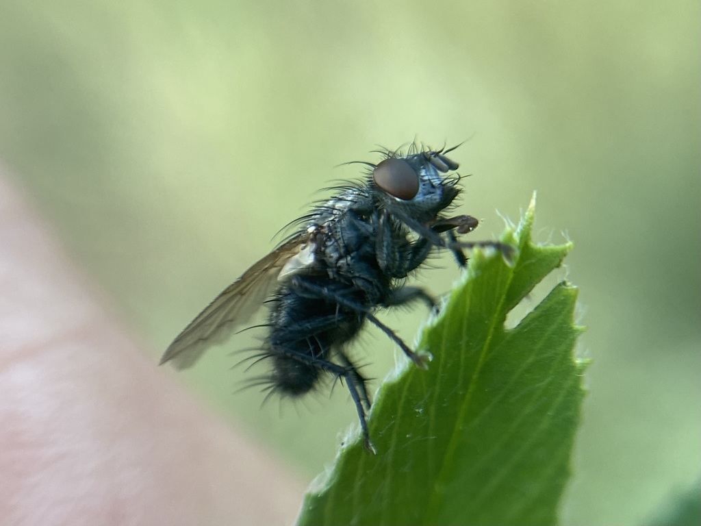 False fleshfly