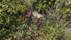 Penstemon clevelandii clevelandii