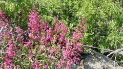 Penstemon clevelandii clevelandii