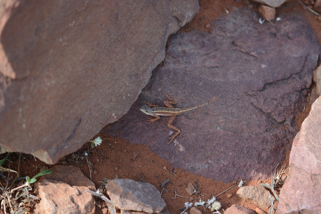Gokak Fan-throated Lizard