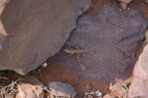 Gokak fan-throated lizard, Sitana gokakensis