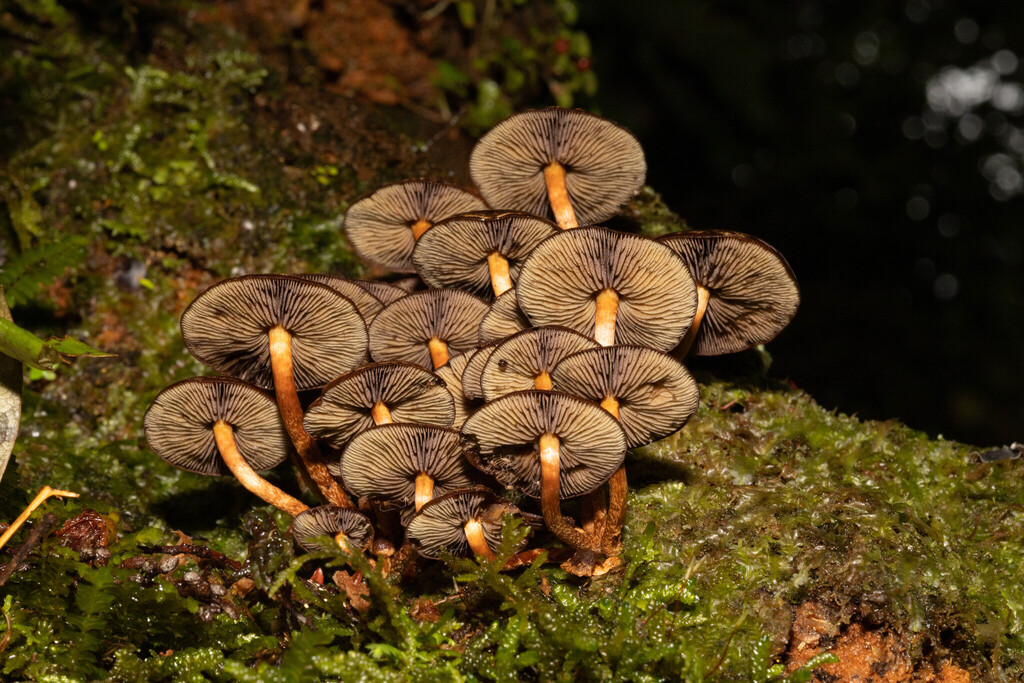 Hypholoma brunneum · May 2025 · photo: © sebastiandoak (iNaturalist, cc-by)