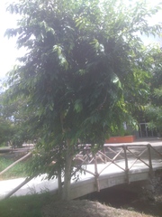 Prunus serotina salicifolia