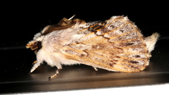 Porela cinerea