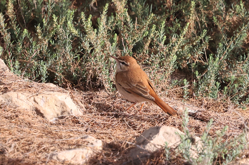 Rufous-tailed Scrub Robin (Cercotrichas galactotes), photo 9