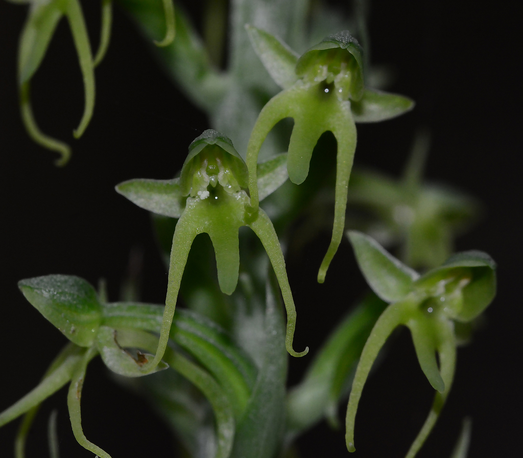 Habenaria furcifera