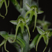 Habenaria furcifera - Photo no rights reserved, uploaded by S.MORE