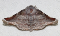 Oenochroma turneri