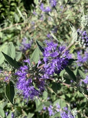 Vitex agnus-castus
