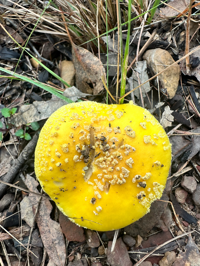 Amanita flavella · May 2025 · photo: © lukas74 (iNaturalist, cc-by)
