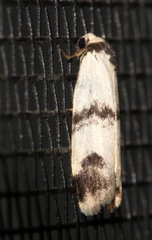 Thallarcha sparsana