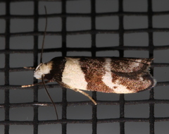 Eulechria triferella