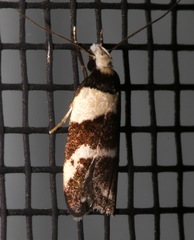 Eulechria triferella