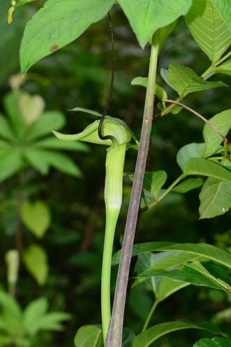 Arisaema tortuosum (Wall.) Schott