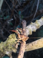 Hemideina ricta