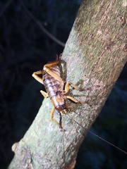 Hemideina ricta