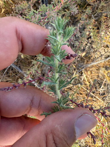 iNaturalist observation photo of southern tarplant