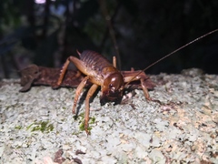 Hemideina ricta