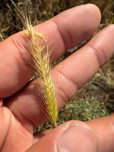 iNaturalist observation photo of dwarf barley