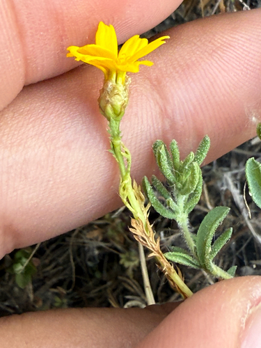 iNaturalist observation photo of Garland Daisy