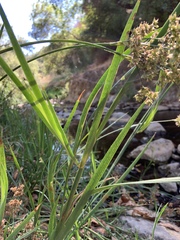 Juncus xiphioides