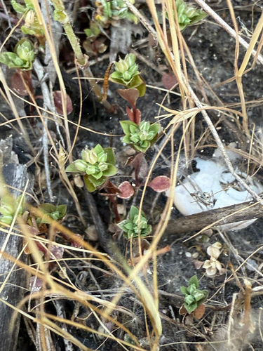 iNaturalist observation photo of four-leaved allseed