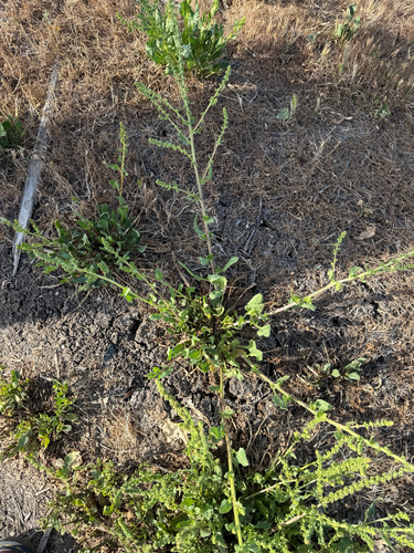 iNaturalist observation photo of Beet