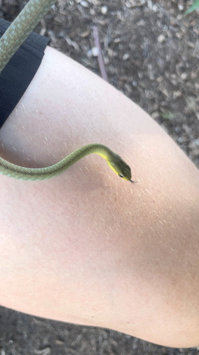 Common Tree Snake sighting