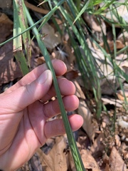 Juncus xiphioides