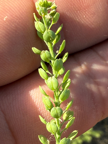 iNaturalist observation photo of Veiny Pepperweed